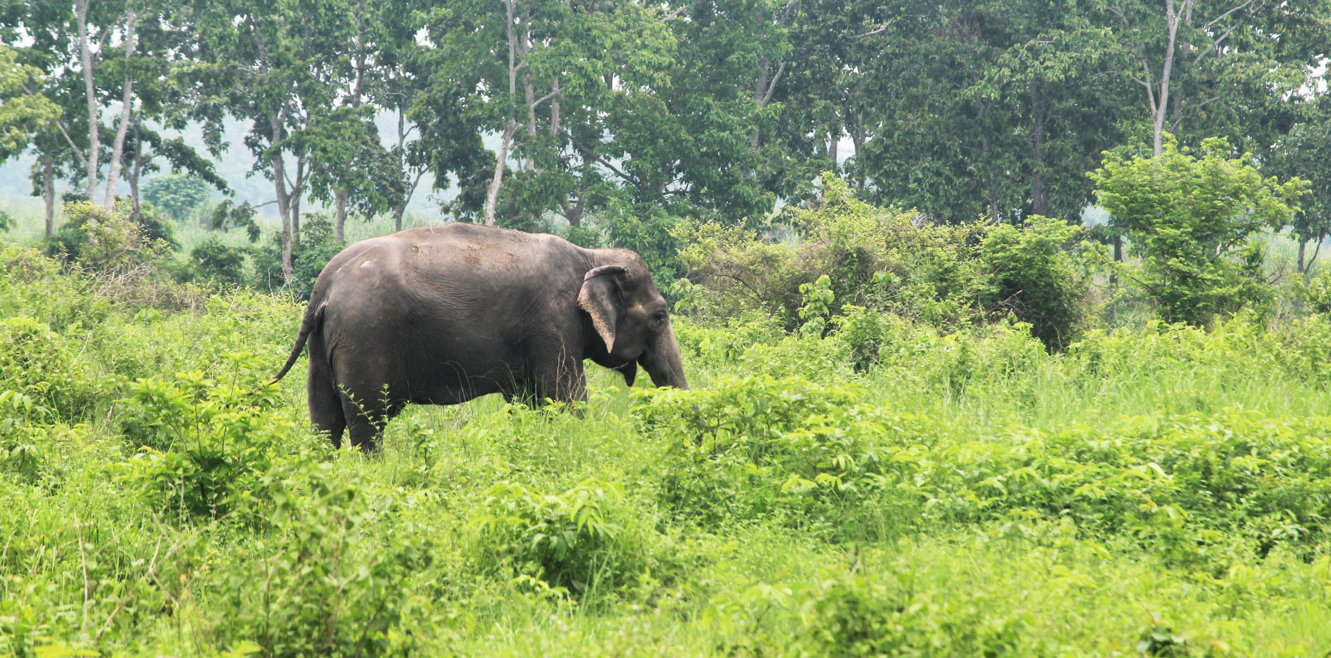 Explore Maynaguri